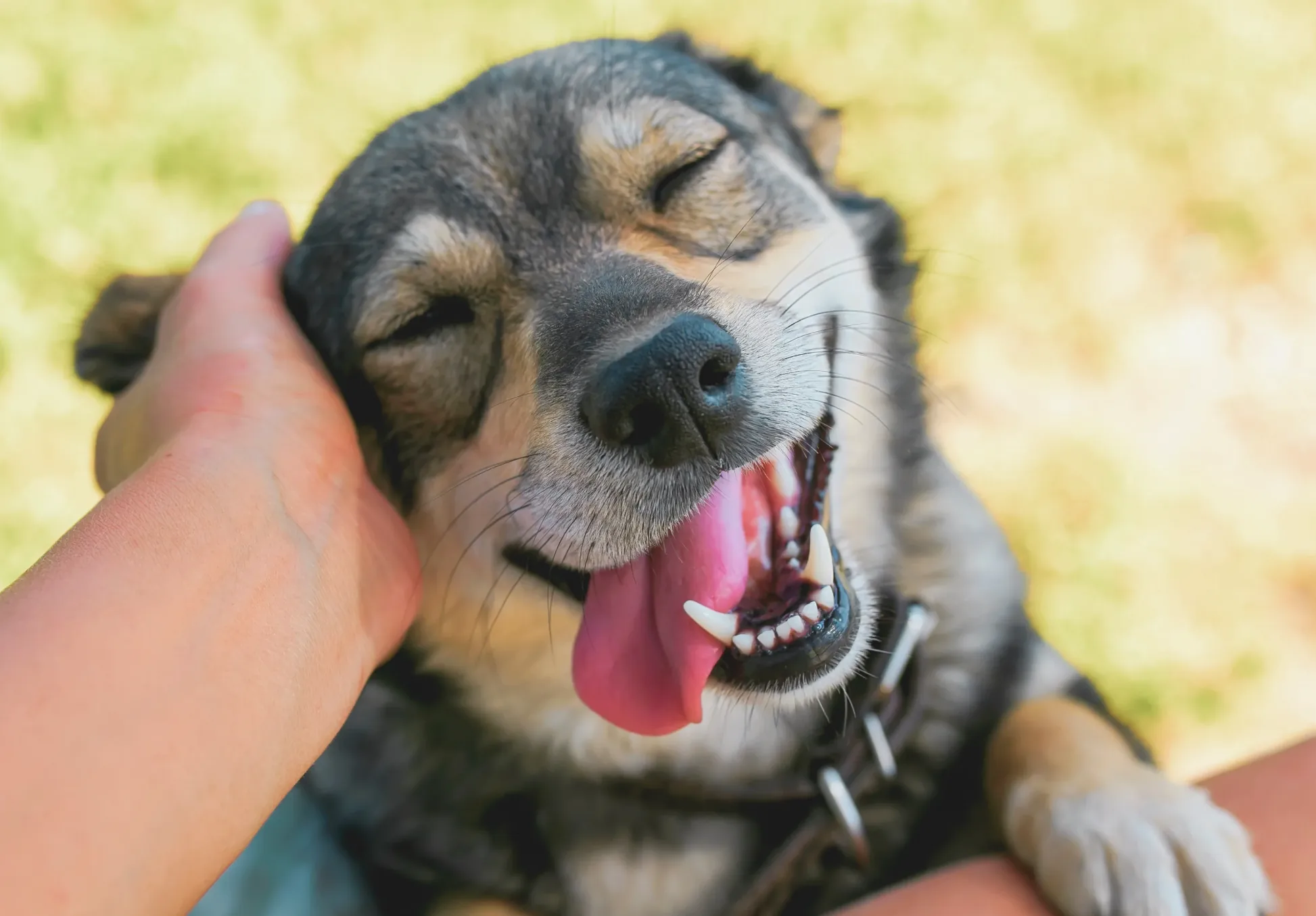 Smiling dog being pat on the head